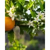 Orangen
